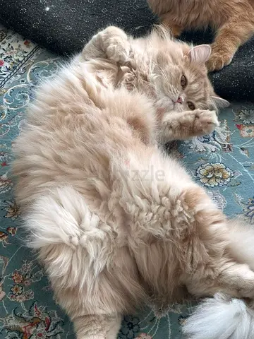 Fluffy Cream Longhair Cat - Friendly calm and cute  female cat Looking for New Home