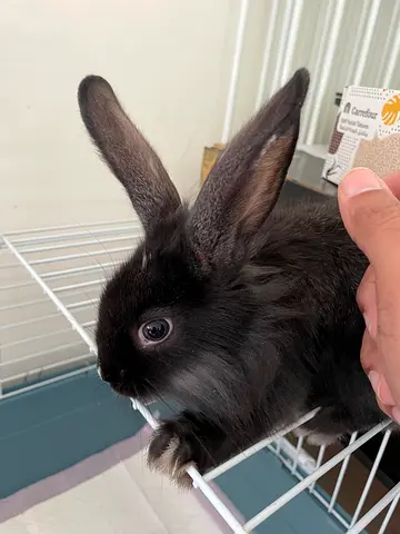 Rabbit (Lionhead) for adoption with cage