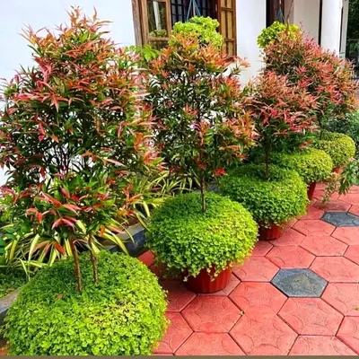 Gul landscaping