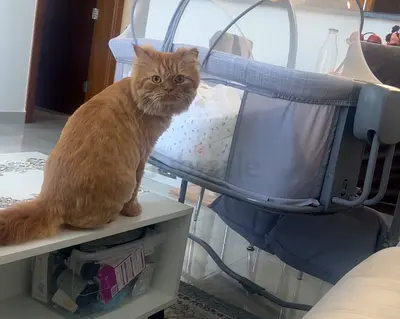 Cat adoption