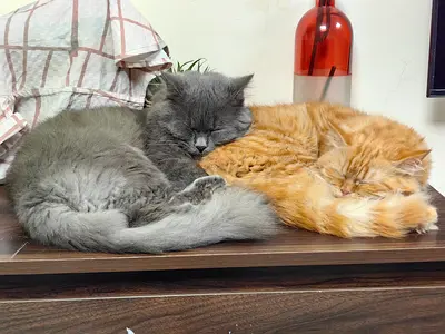 Persian cats for free adoption