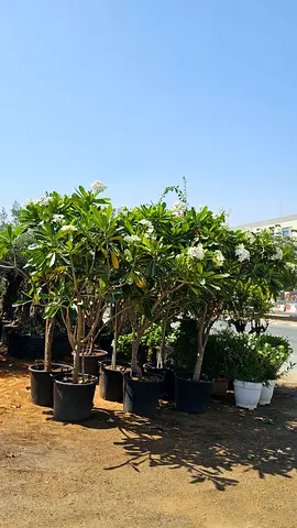 Potted Plumeria (Frangipani) Trees - Mature, Flowering
