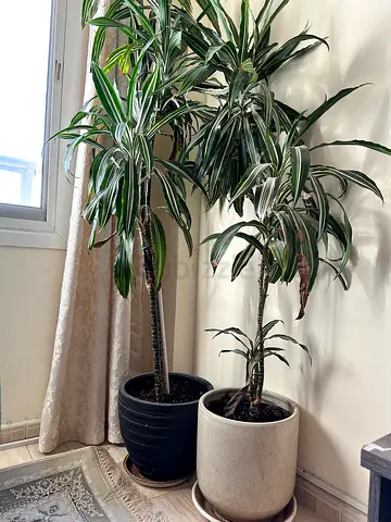 Pair Plants for Your room decor