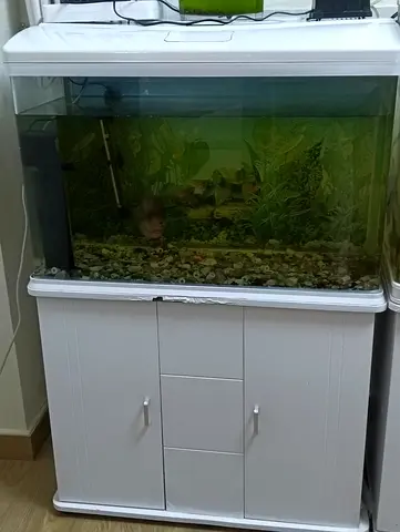 Fish tank with fish Flower horn for sale