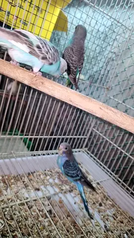 Lovebird
