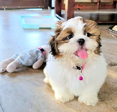 Small cute little Shihtzu puppy playful Puppies beautiful dog
