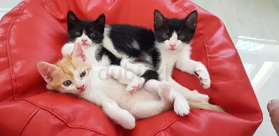 3 Adorable Kittens Available for Adoption — Friendly and trained 1 month...