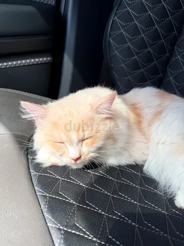 Adorable Cat for Adoption