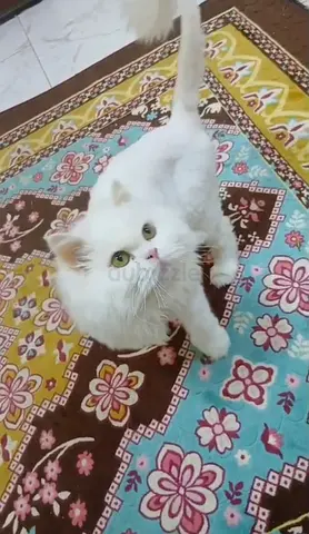 الفجيرة