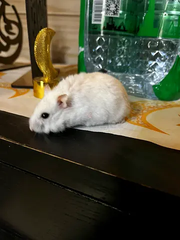 Baby hamster