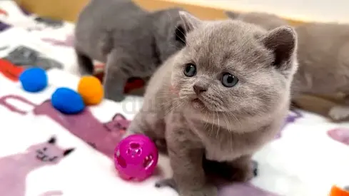 Cute kittens