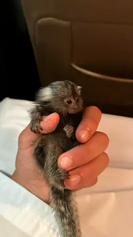trained finger pets