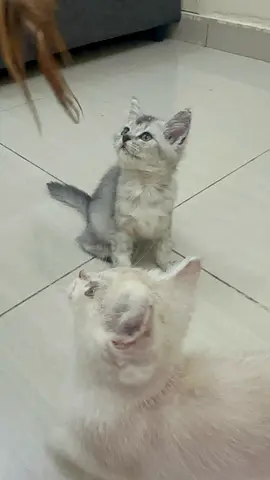 beautiful British short hair and. persian 2months old kitten