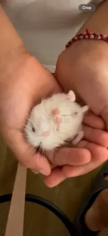Adorable roborovski Hamsters for free adoption