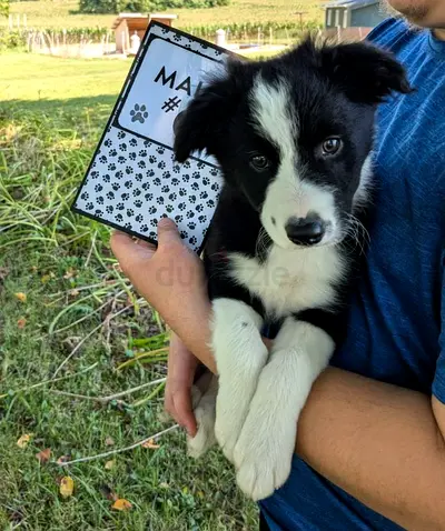Border Collie pups