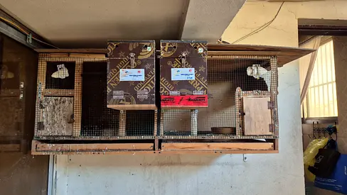 Bird nesting cage