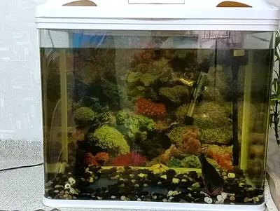 Fish tank with Oscar fish for sale