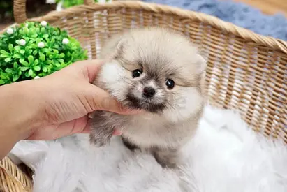 Pomeranian puppies available