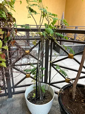 Curry leaf plant.