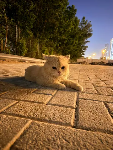 Free Adoption for abandoned Persian Cat