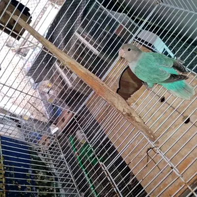 Lovebird