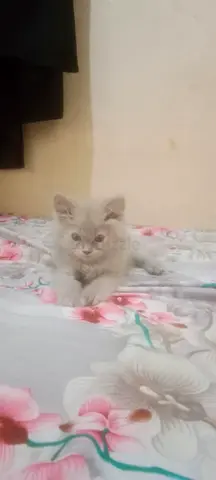 British Longhair kitten