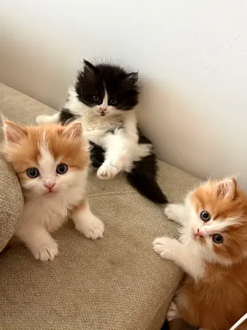 Persian Mix kitten