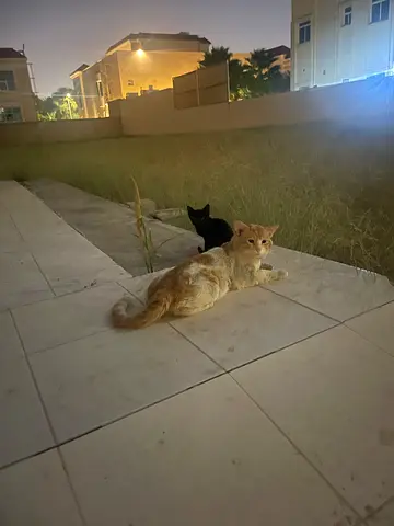 Adopt very kind, Smart Kittens for free. So much love in return 🥰