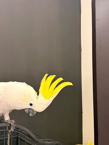 Silver Cockato