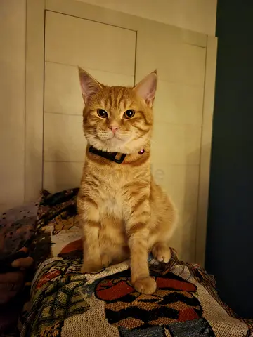 Free cat for adoption