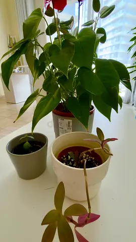 Three indoor potted plants — healthy philodendron and two small cuttings