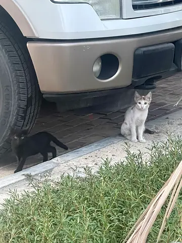 Smart Kittens free
