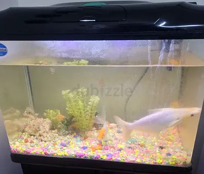 Fish Tank with 3 fishes