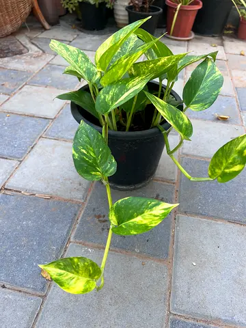 Money plant