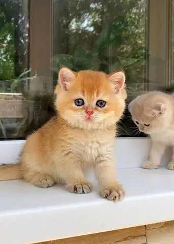 Adorable purebred kittens