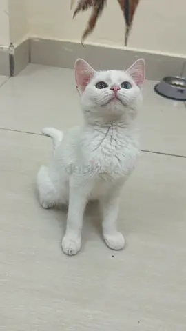 beautiful Khao Mane breed two different cour eyes kitten 3 months old eating wet and dry food, littl