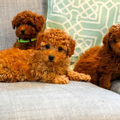 Poodle puppies