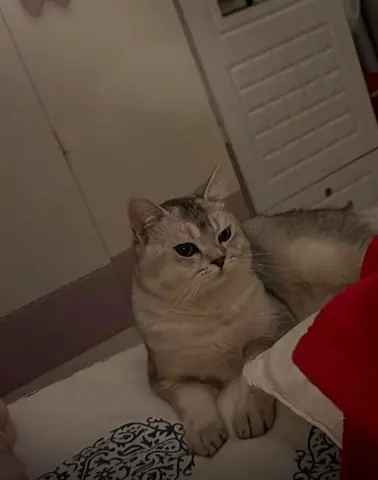 Friendly British Shorthair-looking Cat Available for Rehoming