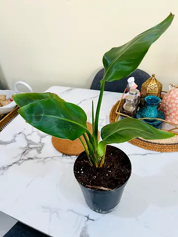 Small healthy indoor philodendron plant in nursery pot