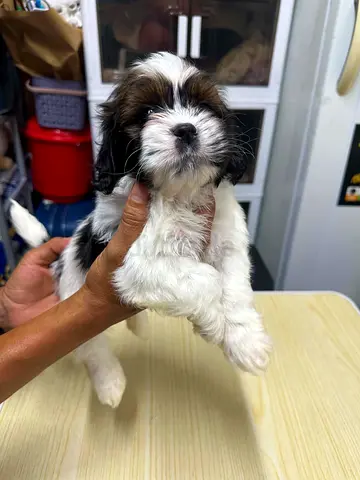 3-month-old Shih Tzu puppy available — friendly and vaccinated
