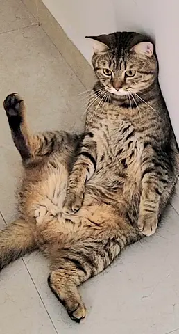 Cat for adoption