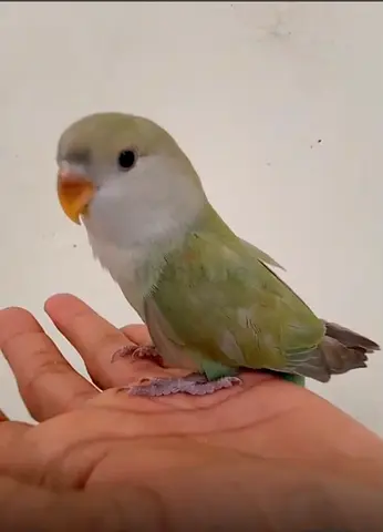 African love bird