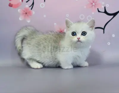 British shorthair kitten