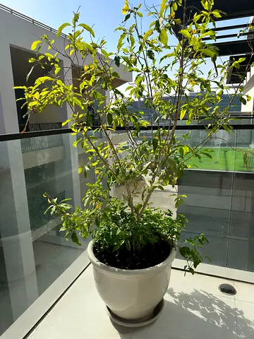 Large Yellow Trumpet Bush / Tecoma Plant with Ceramic Pot