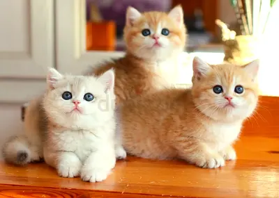 Munchkin kittens