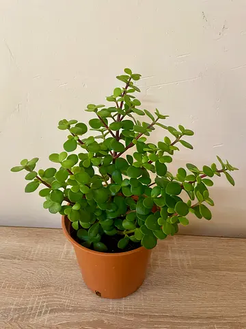 Jade Plant