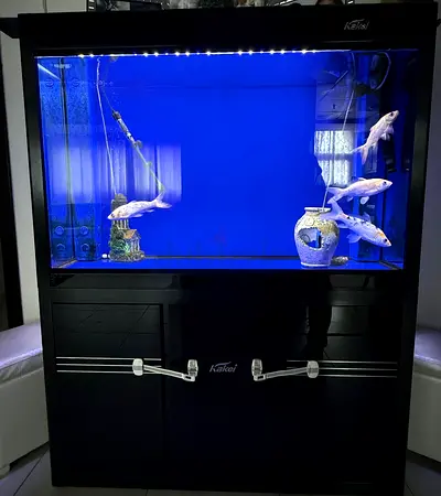 Large Kakei Aquarium Cabinet with LED Lighting and Fish