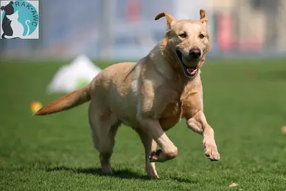 Playful SASHA