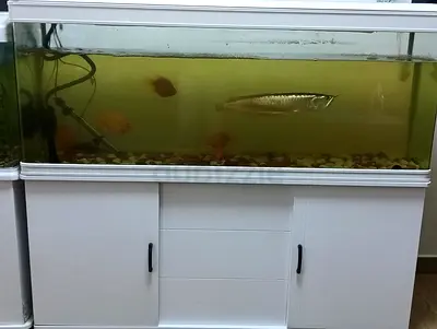 Fish tank for sale with fish