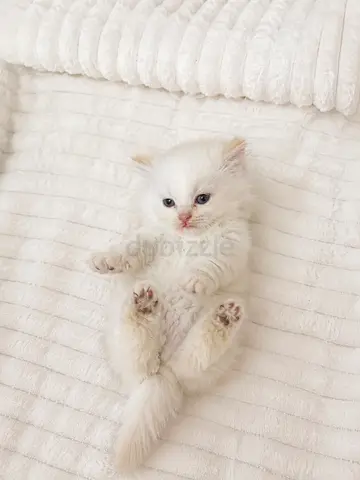 Himalayan kitten